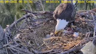 WRDC Eagle Nest Cam 06012022 0811 🐥🐥🐣 [upl. by Fleischer]