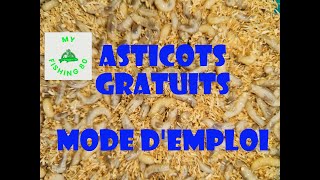 TUTO ASTICOT GRATUIT produisez vousmême vos asticots MODE DEMPLOI [upl. by Viridis]