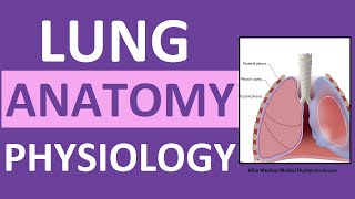 Lung Anatomy and Physiology  Gas Exchange in the Lungs Respiration Transport Alveoli Nursing [upl. by Heddi]