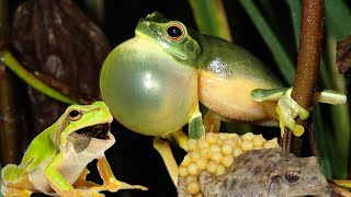 Frogs cute frogs with full frog sound [upl. by Okihsoy]