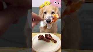 At first glance its a dry food dog Dogs eat better than me series Little greedy dog Homemade dog [upl. by Reynold186]