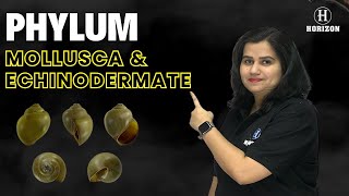 Phylum Mollusca amp Echinodermate  Class 11th  Biology  Shraddha maam  Horizon Academy [upl. by Ettennahs]