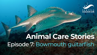 Animal Care Stories Episode 7 Bowmouth guitarfish [upl. by Ahseena]