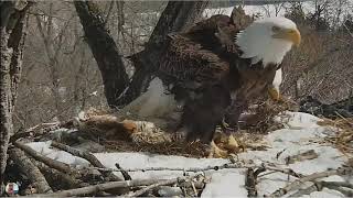 03062019Decorah Eagles  Close ups of Mom Mom brings more grass [upl. by Egap]