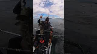 Blue Lingcod jigged on a kayak kayakfishing lingcod [upl. by Guenevere]