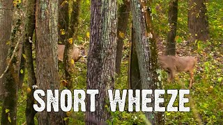 Listen Buck makes a snort wheeze then chase the other buck [upl. by Mordecai]