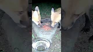 Urban Foxes 🦊 Share A Meal youtubeshorts wildlife photography nature [upl. by Bondon]