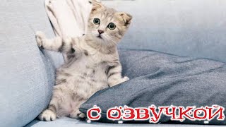 Приколы с котами С ОЗВУЧКОЙ  ОЧЕНЬ смешные коты и собаки Самые смешные животные [upl. by Koehler759]