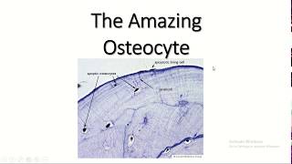 The amazing osteocyte [upl. by Melisenda]