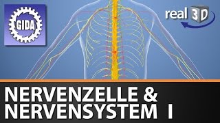 Trailer  Nervenzelle amp Nervensystem I  Biologie  3D Software [upl. by Adnirod]