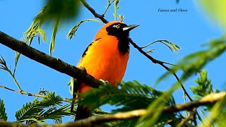 ORANGEBACKED TROUPIAL free in nature ICTERUS CROCONOTUS JOÃOPINTO CORRUPIÃO SOFRÊ [upl. by Anna-Maria797]