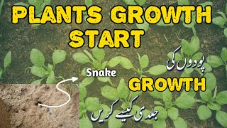 Plants Growth Start  How to Fast Growing Plants  Noman Khan Vlogs [upl. by Crissie]