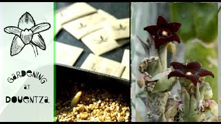 Sowing South African Seeds  boophone ferraria ammocharis dioscorea [upl. by Pomeroy]