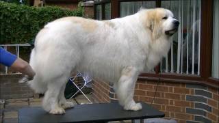 Pyrenean Mountain Dogs  Great Pyrenees  Penellcy Troy [upl. by Wehtam]