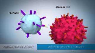 Bispecific TCell Engagers BiTEs as Treatment of BCell Lymphoma [upl. by Ahto]