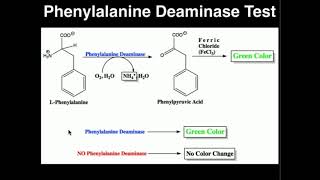 Microbiology Phenylalanine Deaminase Test [upl. by Varrian]