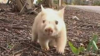 WHITE WOMBAT Rare wombat is wonder Down Under [upl. by Ainav204]