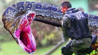 ✔ The Man Eating Anaconda  The Biggest Snake in The World   Documentary [upl. by Mcconnell]