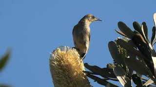 Brown Honeyeater 80 [upl. by Scarlett801]