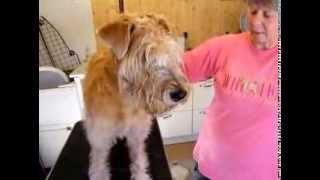 SoftCoated Wheaten Terrier  how to trim around eyelashes [upl. by Gussy]