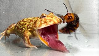 Give the frog the queen of the giant hornet  Pacman frog  African bullfrog【LIVE FEEDING】 [upl. by Hennahane]