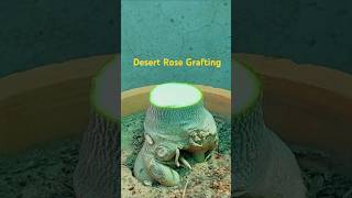 Adenium Multiple Grafting Method  how to graft desert rose easily shorts short adenium [upl. by Calhoun241]