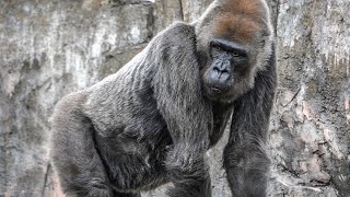 S1E203 🦍Is there anything thrown in for meUpdate after the incident⎮Lone Gorilla⎮CHIBA ZOO [upl. by Garrek]