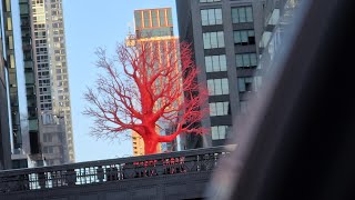 The Highline Trees 2023 New York City The Old Tree Pamela Rosenkranzs [upl. by Drofyar584]