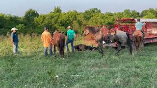 Loading a lassoed heifer onto a trailer without a corral in Bath county Kentucky [upl. by Adekam484]