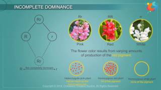 Incomplete Dominance [upl. by Venola]