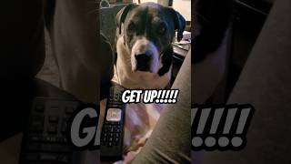 EXTREME boredom LAZY dog owner 🙄🤣 rxckstxr ✨️SUBSCRIBE✨️dog doglover funny funnydog [upl. by Alimhaj]