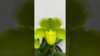 Paphiopedilum Memoria Robert Weltz First Love [upl. by Odradlig]