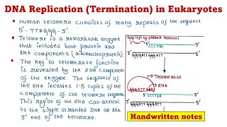 Eukaryotic DNA Replication  Termination [upl. by Danyluk146]