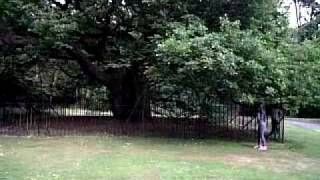 The oldest tree in Liverpool  Calderstones Park 2010 [upl. by Welsh]