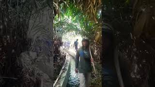 Kebun salak shortvideo sobatngarit [upl. by Zetnod560]