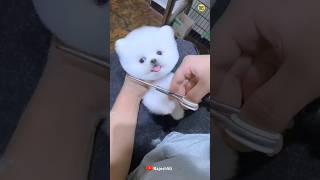 Cute Pomeranian dog Market full address  Pomeranian dog price  Cute puppies viral shorts [upl. by Yesoj322]