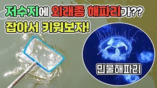 우리나라 저수지에 외래종 민물해파리가ㄷㄷ 직접 잡아서 키워봤습니다 TV생물도감 [upl. by Oivatco]