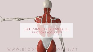 Latissimus Dorsi Functions Part 1 Adduction 3D ANIMATION [upl. by Silecara]