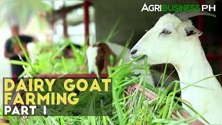 Dairy Goat Farming Part 1  Dairy Goat Farming in the Philippines  Agribusiness Philippines [upl. by Chaffinch]