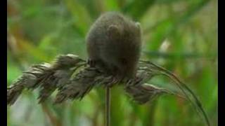 harvest mouse dvergmus micromys minutus [upl. by Julian]