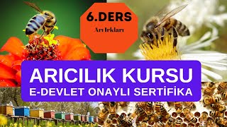 Arıcılık Ders 6 Arı ırkları hangi arı ırkını seçmem gerekiyor özellikleri nelerdir [upl. by Twedy128]