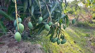 Yikes Dry Farming Fruit Trees In Drought  April 27 2024 [upl. by Brainard]