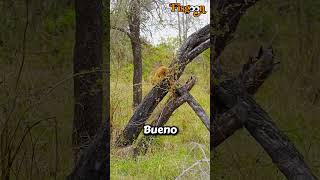 Pequeño LEÓN apenas puede bajar de un árbol leones [upl. by Merwyn523]