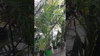 areca palm permanentplant indoorplants ytshorts viralvideo [upl. by Ginnifer]