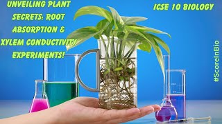 Plant Physiology Experiments Absorption by Roots amp Xylem Conductivity ICSE 10 Biology [upl. by Ativak]