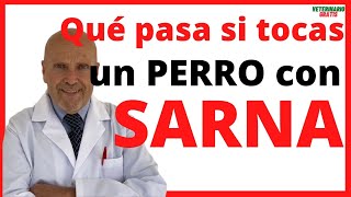 🔴 QUE PASA SI UNA PERSONA TOCA A UN PERRO CON SARNA 🔴 ¿La Sarna en Perros se contagia a humanos [upl. by Hseham677]