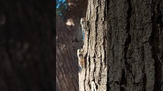 Cicadas 🇬🇷 Athens Greece [upl. by Coveney]