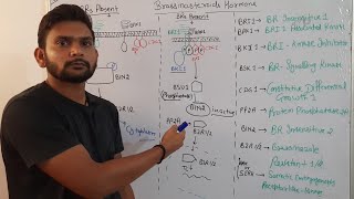 Brassinosteroids signalling pathwayPhytohormoneCSIR NET in Hindi [upl. by Weatherby738]