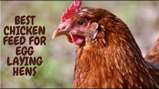 Best Chicken Feed For Egg Laying Hens [upl. by Ahseila693]