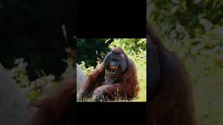 5 Great Apes  Gorilla Chimpanzee Bonobos Orangutan and Human  Lesser Ape  Gibbon [upl. by Drarig]